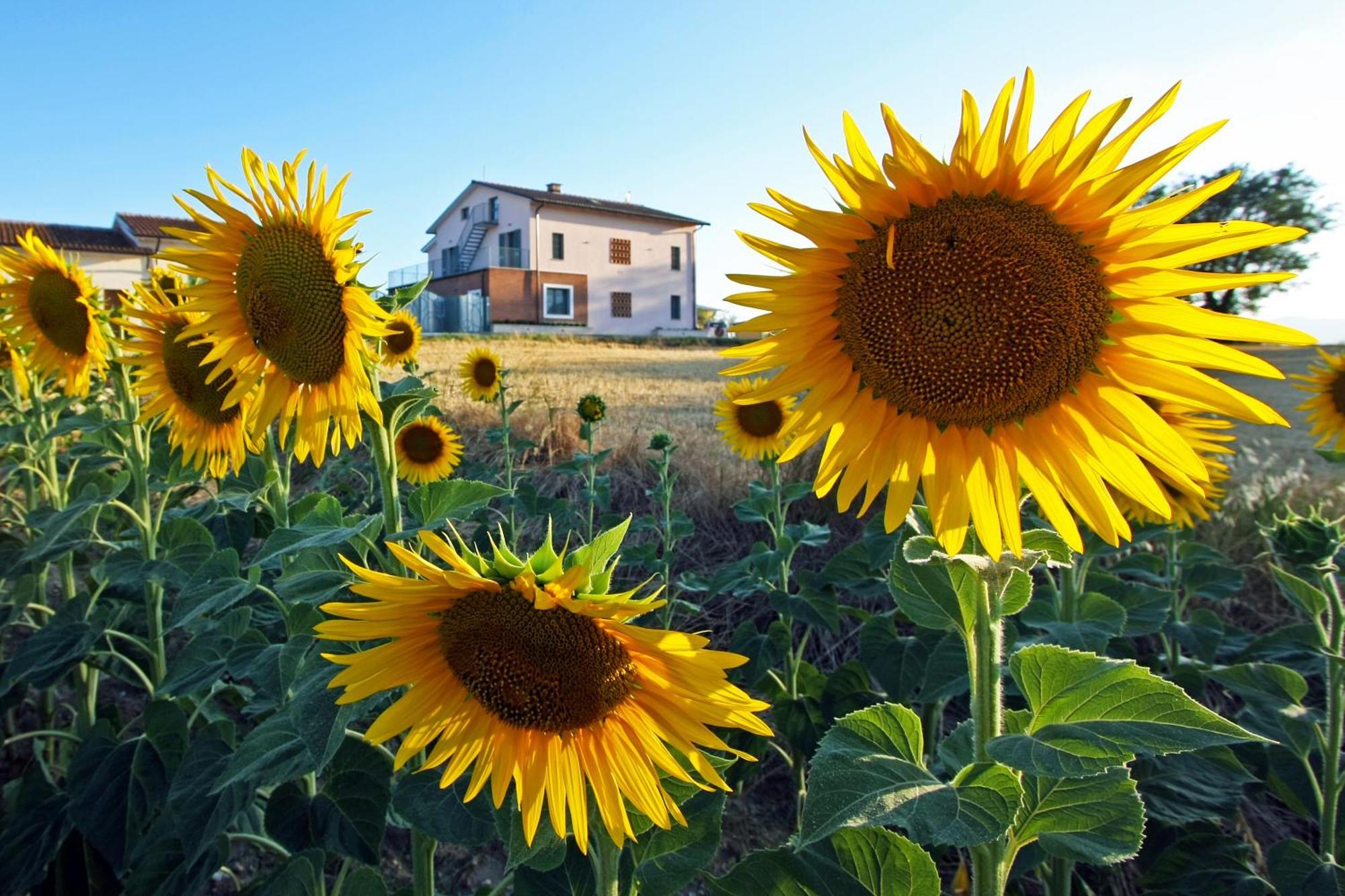 Villa La Collina Del Girasole Montecastrilli Exterior foto